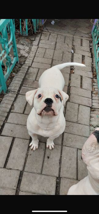 Продается щенок Американского бульдога