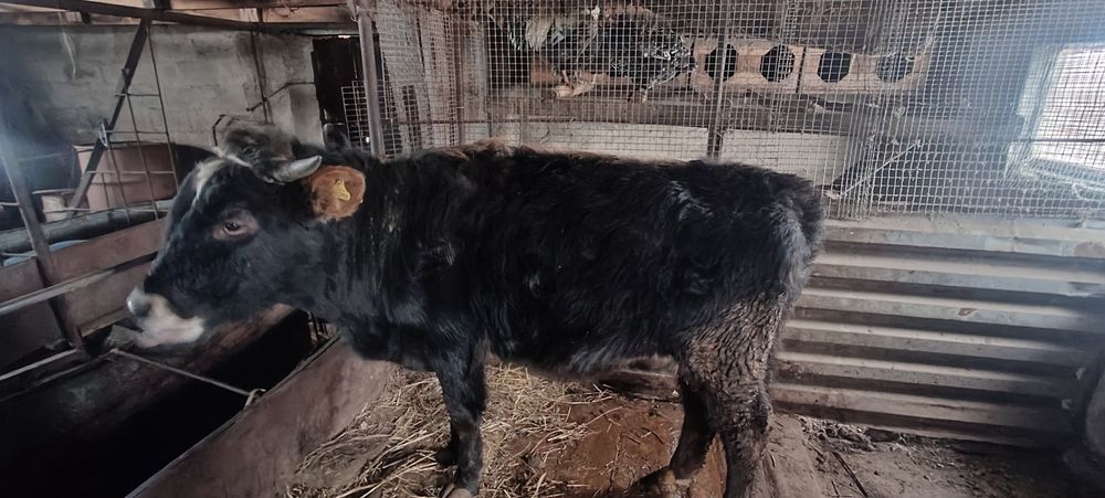 Продам бычка 1 год 2 месяца