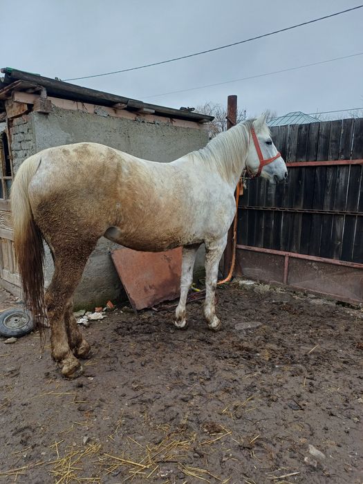 De vanzare iapa de 6 ani