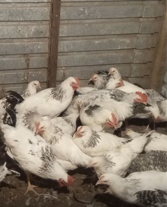 Молодые петухи и куры Адлер