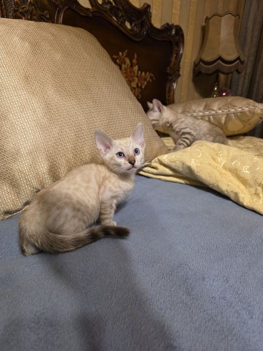 Бенгалски котета