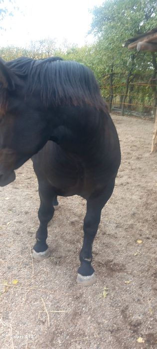 Vând iapă cu mânză