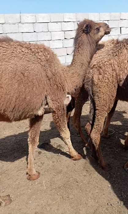 Ленамен үйде, жекеменшіктегі ең жақсы сәттер