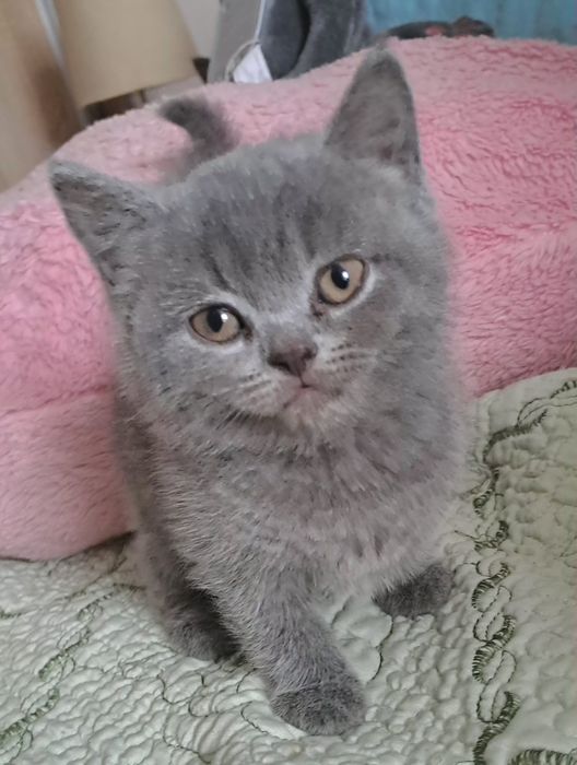 British Shorthair