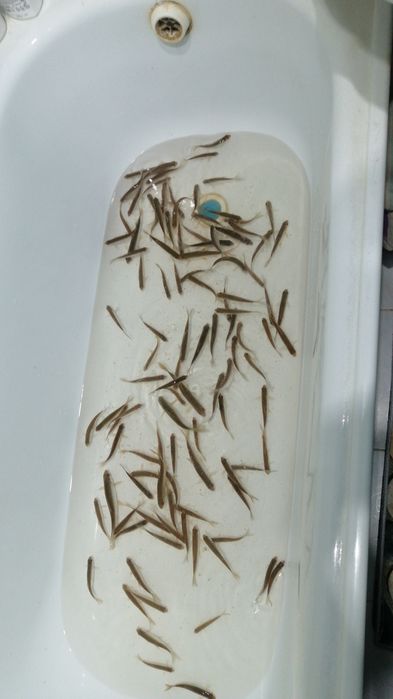 Малёк, живец . 6 мкр.