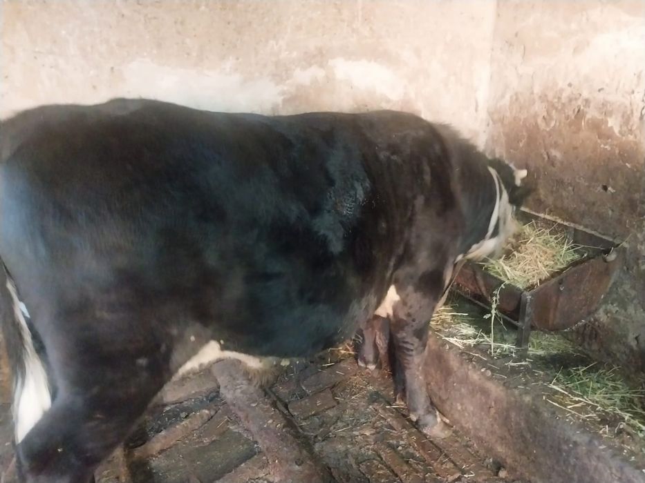 продам быков хороших