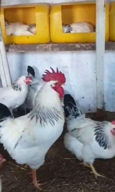 Цыплята 2,5  МЕСЯЦА породы Адлерская Серебристая.Цена 70 000.