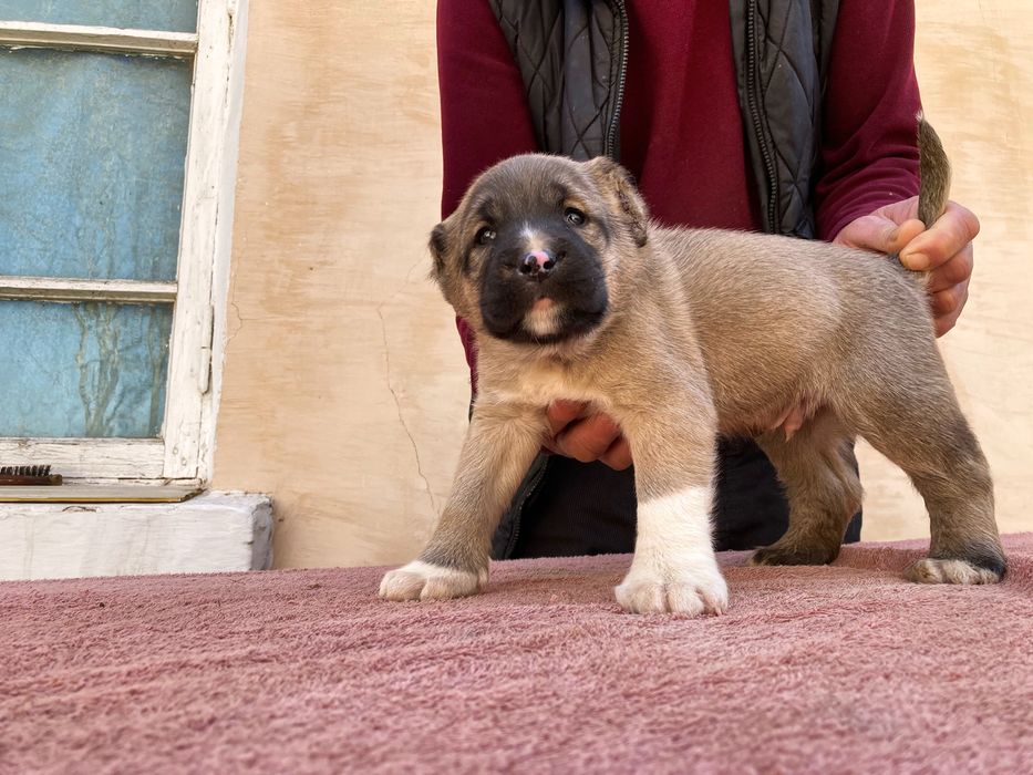 Щенок ( Турецкого Кангала ) чистокровный