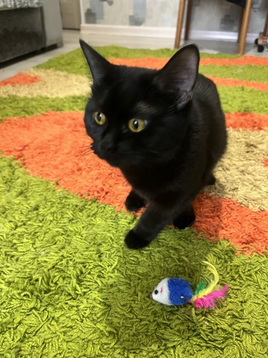 Готовые пушистики ищут дом