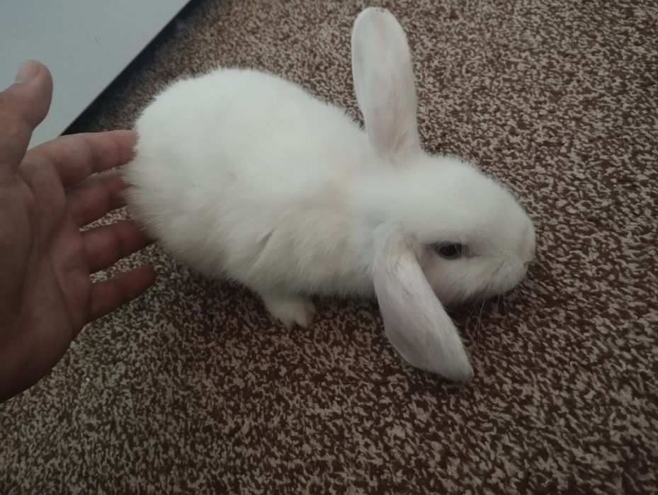 Karlik baran quyon almaz glaz