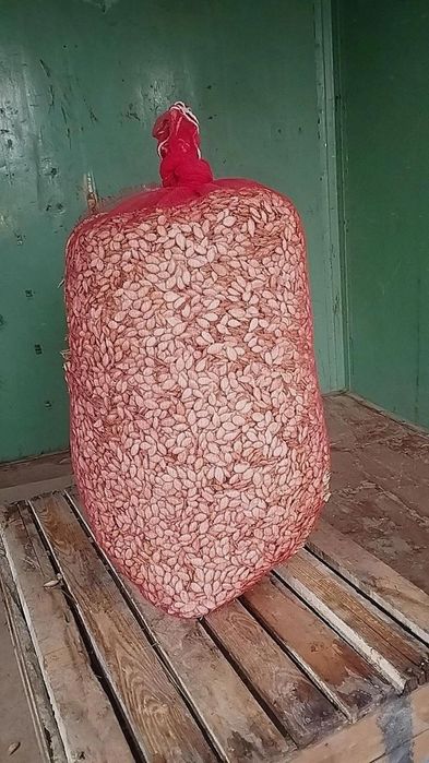 Qovoq urug' sotiladi