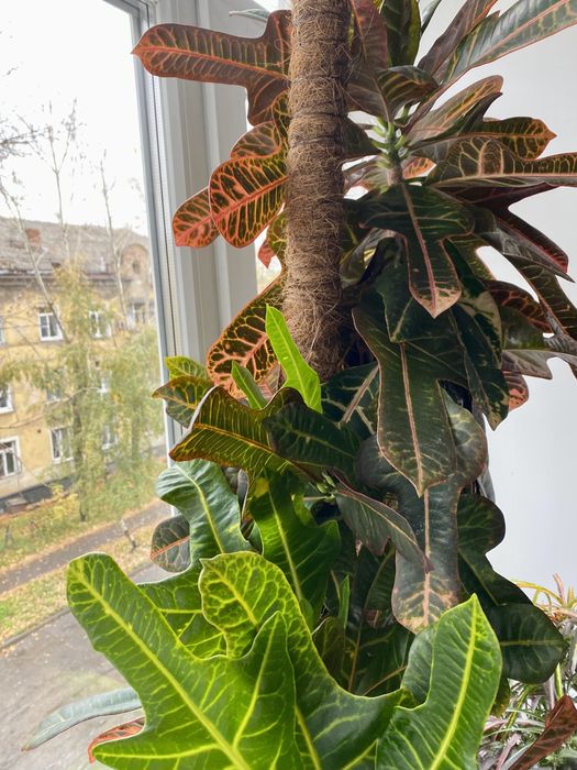 Продам Кротон