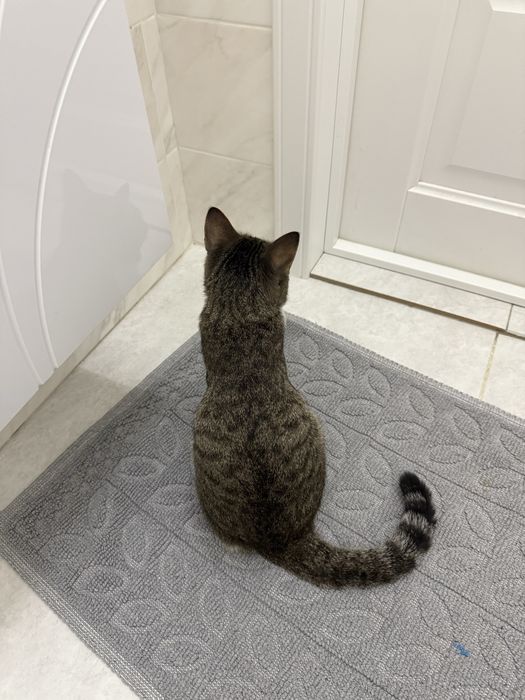 Отдам кошку в добрые руки