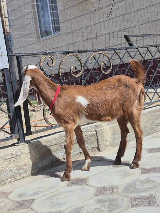 Американский Битал ұрғашы лақ