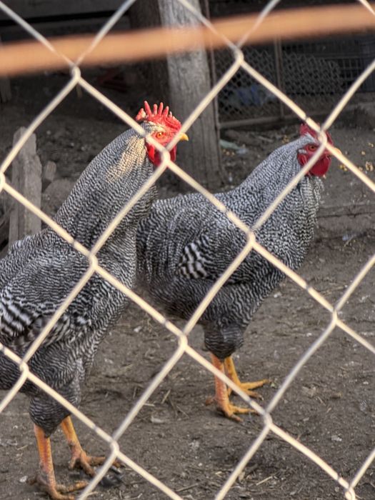 De vanzare Cocosi wyandotte gsg, splash, brahma, plymoth