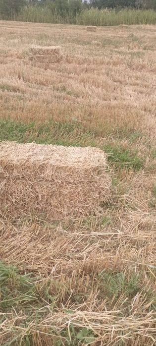 Продам сено салома в тюках