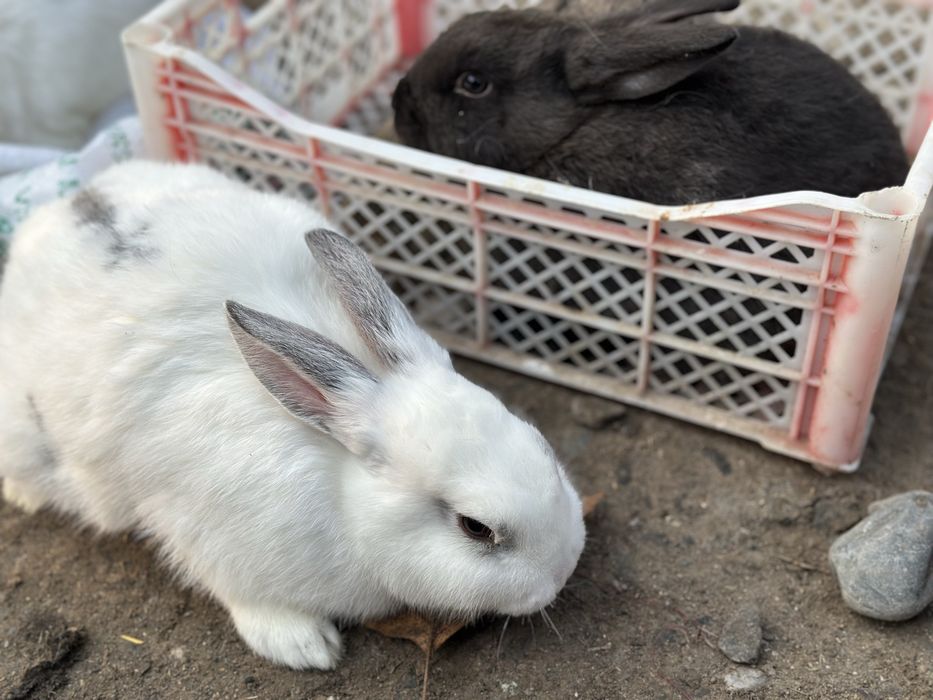 Quyon bolachalari sotiladi