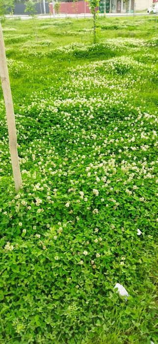Декоротывный газон клевер(беда)
