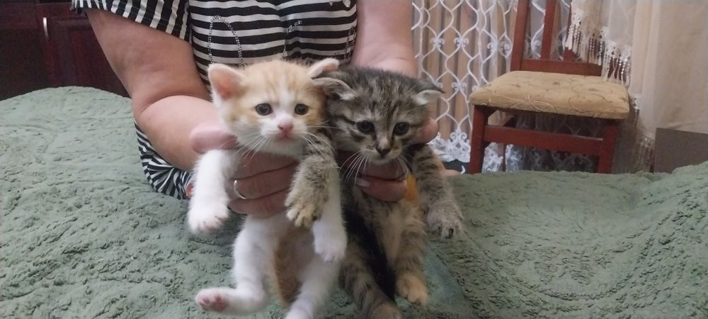 Котята родились 9мая