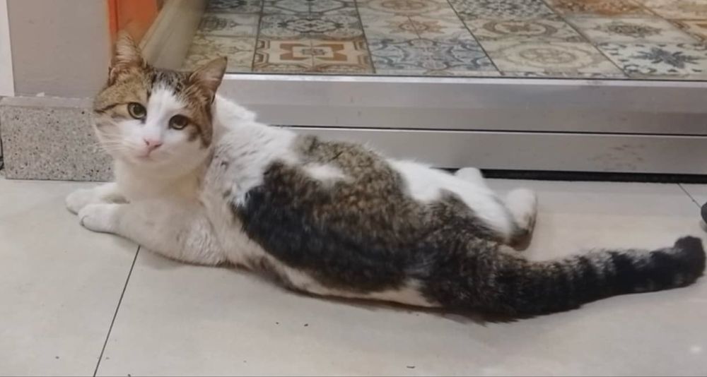 Мъжко коте изоставено