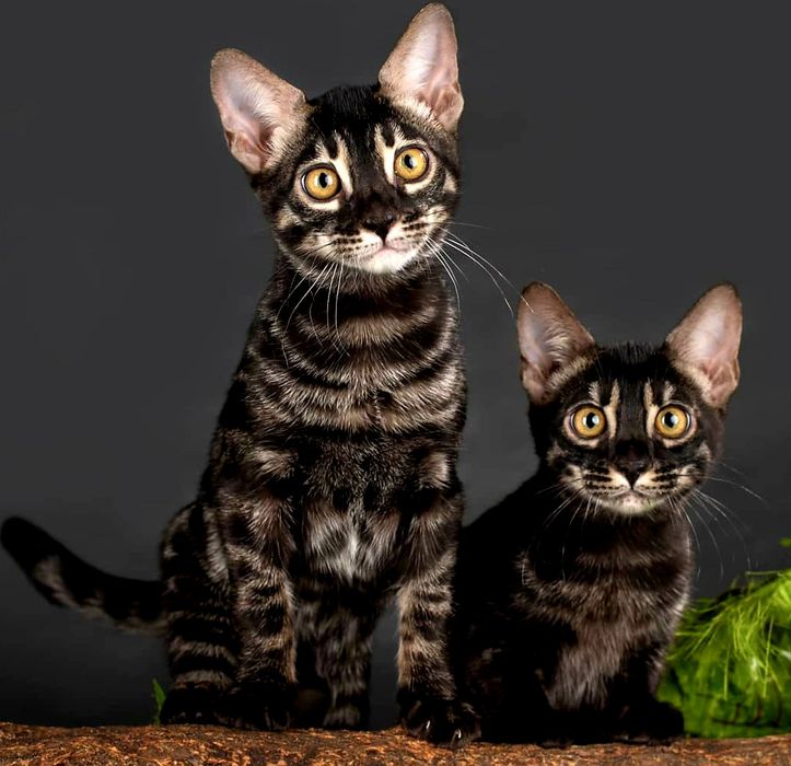 Lux Bengal cats. ЧЕРНЫЕ бенгалы