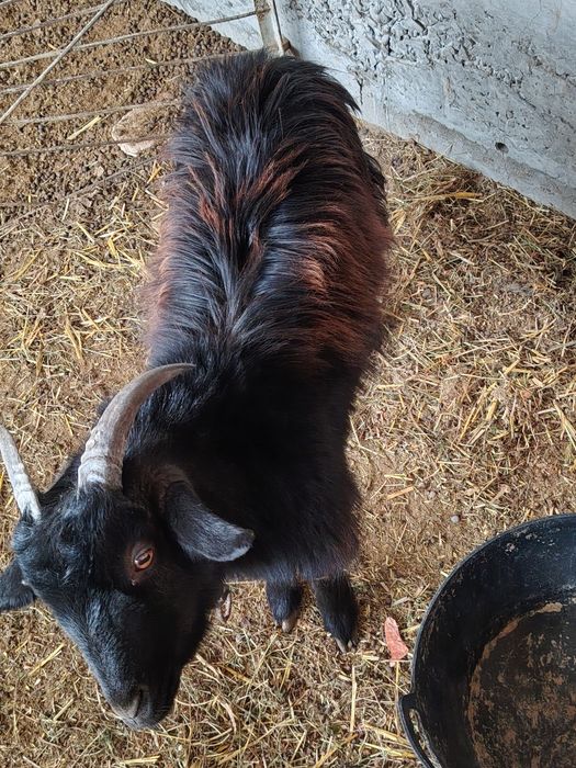 Echkilar tezda sotiladi