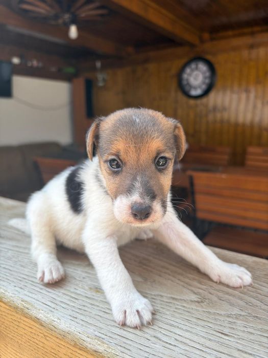 Fox-terrier par sârmos talie mica