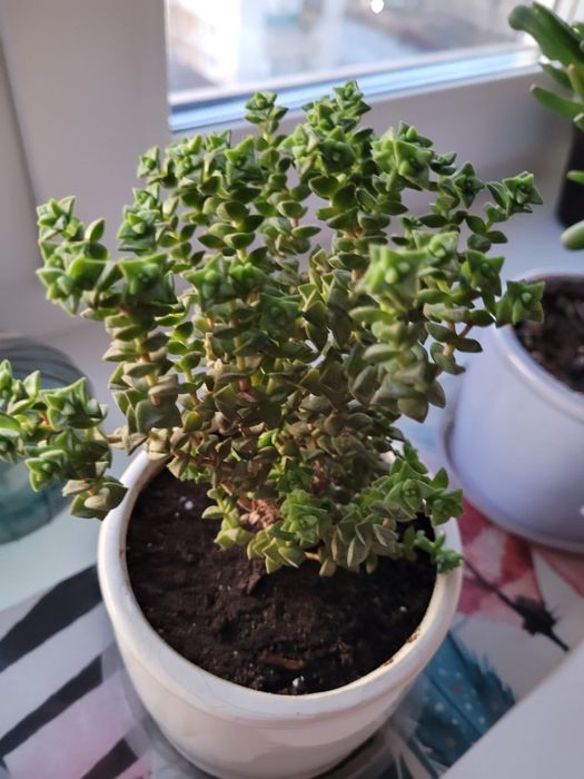 Самые лучшие цветы