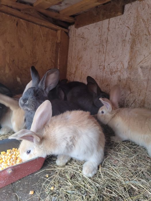 Vand iepuri de 2 luni si 1 an