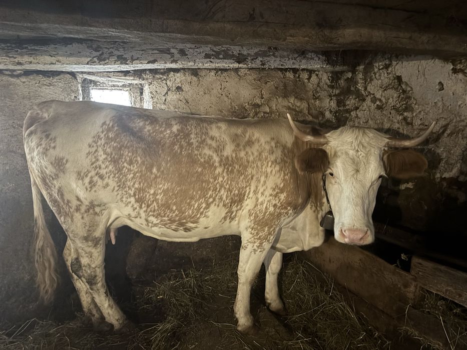 Vaca de vanzare