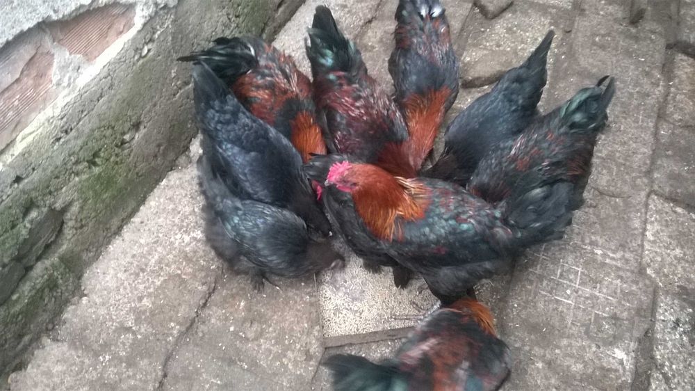 Яйца Черен Мед Маран Кокошка