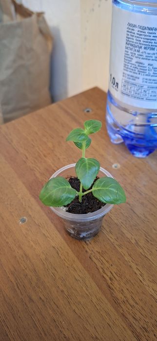 Оксалис или кислица