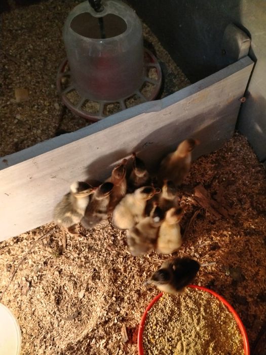 Vând puiuți de rata