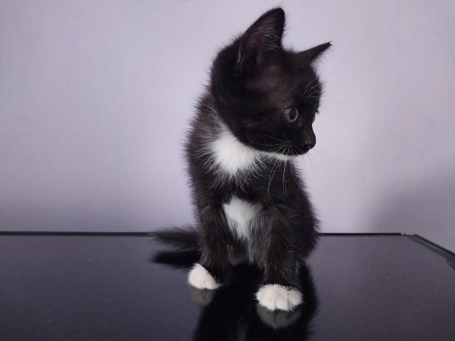 Отдам даром котят