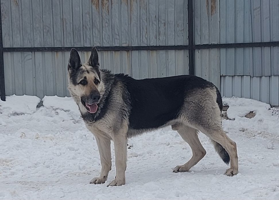 Щенки Восточноевропейской овчарки