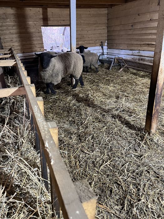 Berbec Suffolk nascut in ianuarie 2023