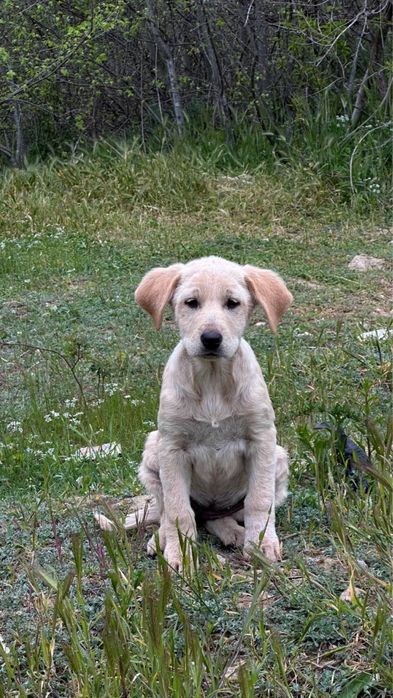 Сладки кученца търсят дом