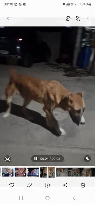 7 месячный шенок