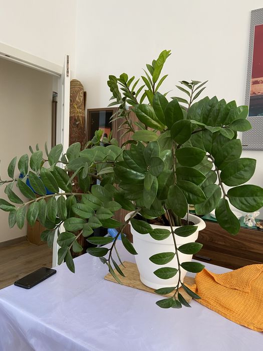 Замиокулькас растение