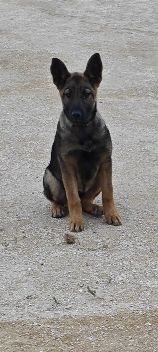 Бельгийская собака