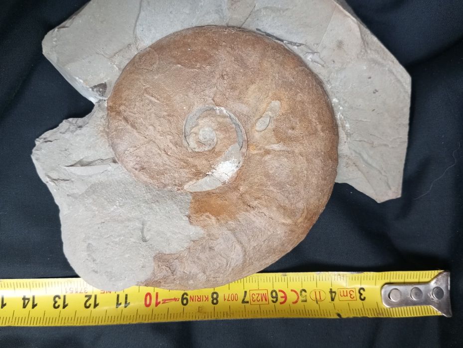 Фосил на  амонит
