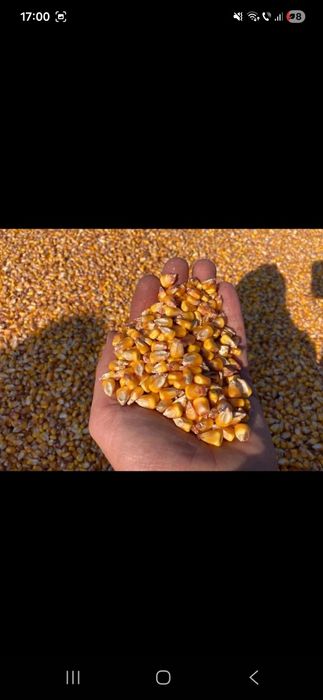 Porumb boabe  1.1  leu/kg