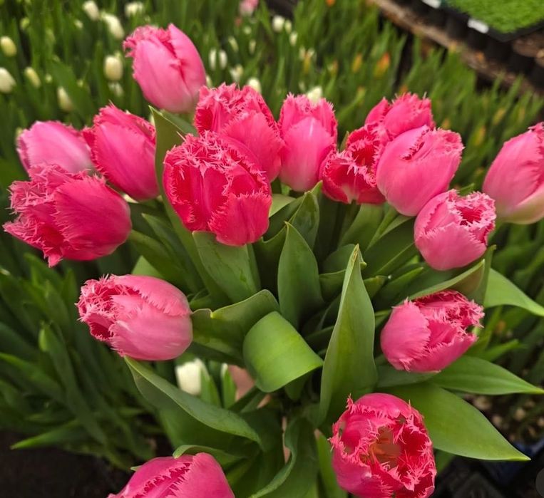 Тюльпаны оптом и в розницу