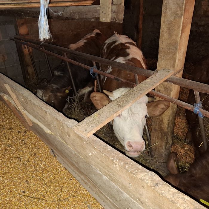 Vand 4 vitele si un taur