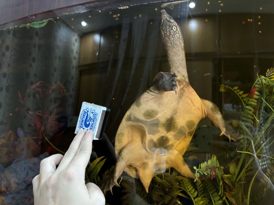 Черепаха трионикс