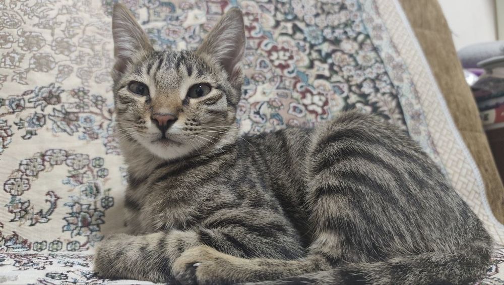 КОТЕНОК 2-3 МЕСЯЦА, домашний