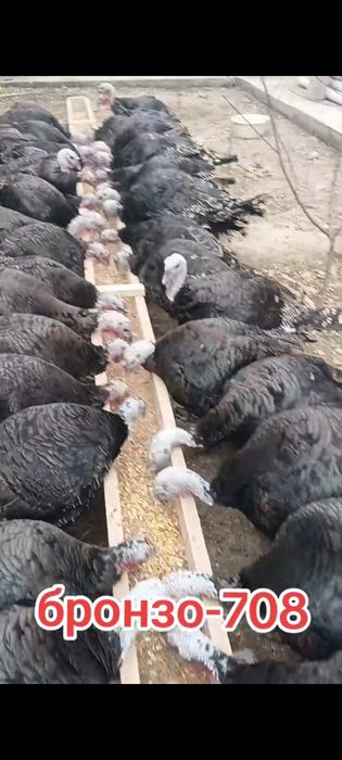 индюк жұмыртқасы