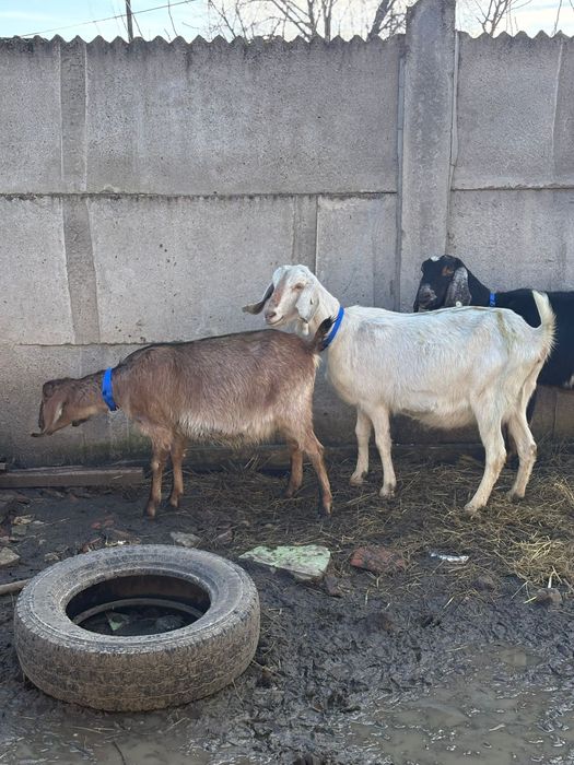 Caprite aglonubian toate gestante