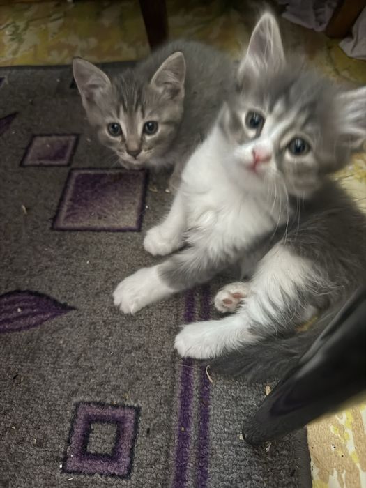 Отдам котят в добрые руки.