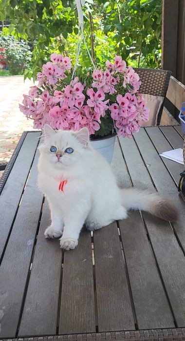 Fetita British Longhair alba cu ochi albastri - linie selecta